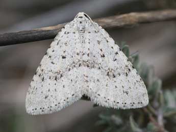 Colostygia multistrigaria Hw. adulte - �Emmanuel Ruiz