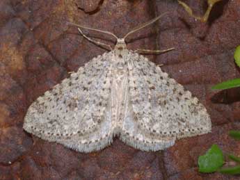 Colostygia multistrigaria Hw. adulte - �Yann Duquef