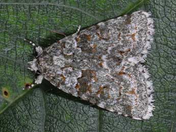 Bryopsis muralis Forst. adulte - �Alexis Borges