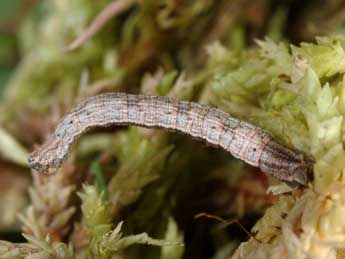  Chenille de Idaea muricata Hfn. - �Wolfgang Wagner, www.pyrgus.de