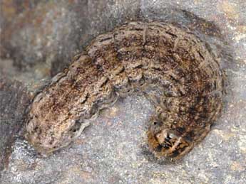  Chenille de Dichagyris musiva Hb. - �Wolfgang Wagner, www.pyrgus.de