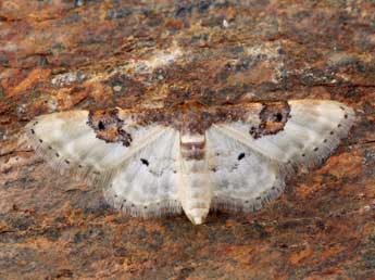 Idaea mustelata Gump. adulte - �Lionel Taurand