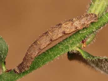  Chenille de Idaea mustelata Gump. - �Lionel Taurand