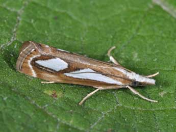 Catoptria mytilella Hb. adulte - �Philippe Mothiron