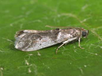 Pseudacrobasis tergestella Rag. adulte - �Philippe Mothiron