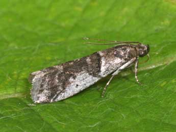 Pseudacrobasis tergestella Rag. adulte - �Philippe Mothiron