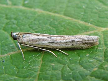 Homoeosoma nebulellum D. & S. adulte - �Nicole Lepertel