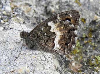 Hipparchia neomiris God. adulte - �Philippe Mothiron