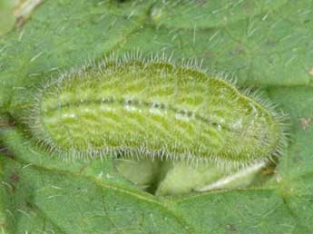  Chenille de Aricia nicias Meig. - �Wolfgang Wagner, www.pyrgus.de