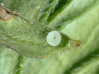  Oeuf de Aricia nicias Meig. - �Wolfgang Wagner, www.pyrgus.de