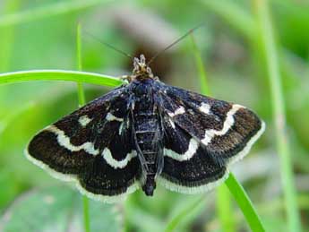 Pyrausta nigrata Scop. adulte - �Jean-Paul Quinette