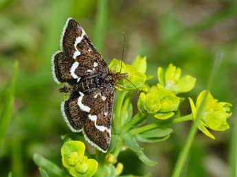 Pyrausta nigrata Scop. adulte - �Jean-Fran�ois Maradan