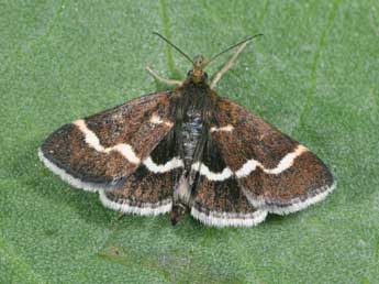 Pyrausta nigrata Scop. adulte - �Philippe Mothiron