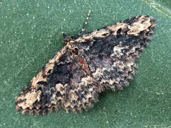 Parascotia lucasammuti Yela & al. adulte - �Daniel Morel