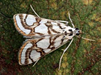 Nymphula nitidulata Hfn. adulte - �Daniel Morel