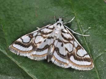 Nymphula nitidulata Hfn. adulte - �Philippe Mothiron