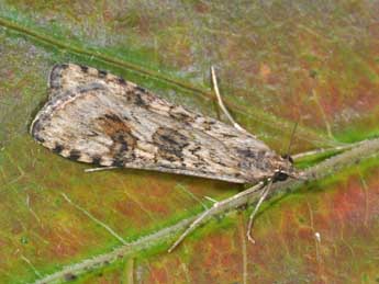 Nomophila noctuella D. & S. adulte - �Philippe Mothiron