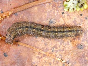  Chenille de Nodaria nodosalis H.-S. - �Wolfgang Wagner, www.pyrgus.de