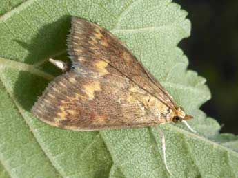 Ostrinia nubilalis Hb. adulte - �Tristan Lafranchis