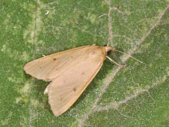 Achyra nudalis Hb. adulte - �Philippe Mothiron