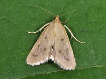 Achyra nudalis Hb. adulte - �Philippe Mothiron