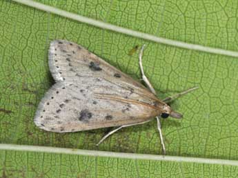 Udea numeralis Hb. adulte - �Philippe Mothiron