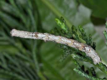  Chenille de Menophra nycthemeraria Gey. - �Philippe Mothiron