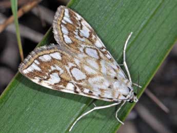 Elophila nymphaeata L. adulte - �Philippe Mothiron