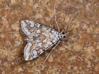 Elophila nymphaeata L. adulte - �Philippe Mothiron