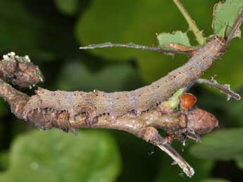  Chenille de Catocala nymphagoga Esp. - �Philippe Mothiron