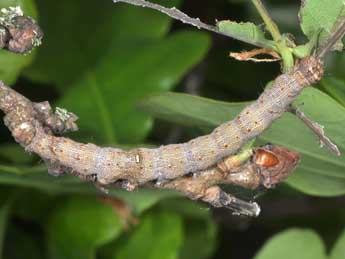  Chenille de Catocala nymphagoga Esp. - �Philippe Mothiron