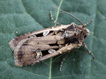 Euxoa obelisca D. & S. adulte - �Daniel Morel