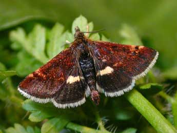 Pyrausta obfuscata Scop. adulte - �Roland Stefanovic
