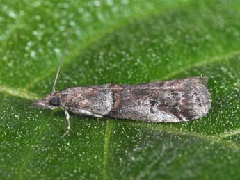 &copy;Philippe Mothiron. Acrobasis obliqua Z.