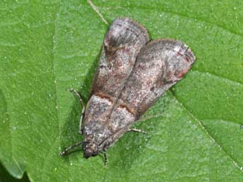 Acrobasis obliqua Z. adulte - �Philippe Mothiron