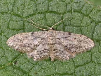 Idaea obliquaria Trti adulte - �Philippe Mothiron