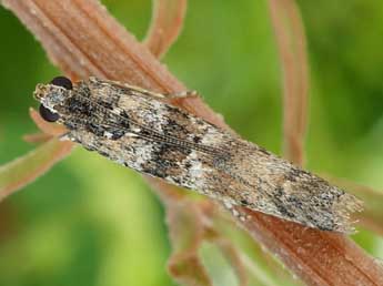 Ancylosis oblitella Z. adulte - �Friedmar Graf