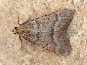 Bostra obsoletalis Mann adulte - �Christophe Germain