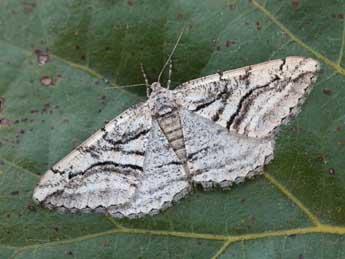 Calamodes occitanaria Dup. adulte - �Daniel Morel