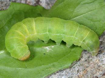  Chenille de Xestia ochreago Hb. - �Wolfgang Wagner, www.pyrgus.de