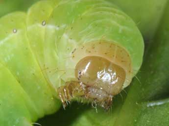  Chenille de Xestia ochreago Hb. - �Wolfgang Wagner, www.pyrgus.de