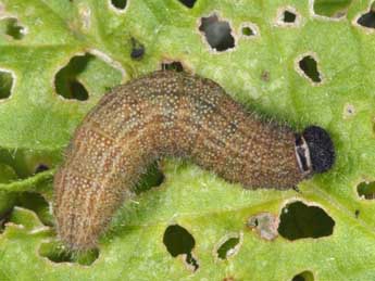  Chenille de Pyrgus onopordi Rbr - �Wolfgang Wagner, www.pyrgus.de