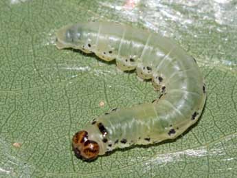  Chenille de Tethea or D. & S. - �Jean-Paul Coat