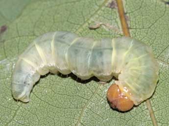  Chenille de Tethea or D. & S. - �Jean-Paul Coat