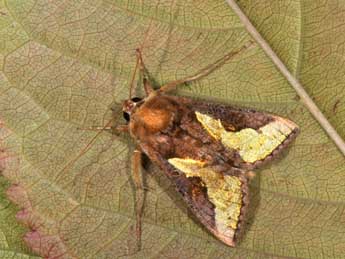 Thysanoplusia orichalcea F. adulte - �Philippe Mothiron