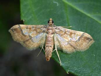 Hydriris ornatalis Dup. adulte - �Tristan Lafranchis