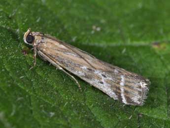 Pempeliella ornatella D. & S. adulte - �Philippe Mothiron