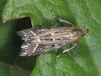 Pempeliella ornatella D. & S. adulte - �Philippe Mothiron