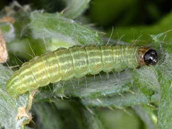  Chenille de Eublemma ostrina Hb. - �Wolfgang Wagner, www.pyrgus.de