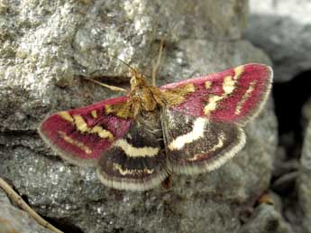 Pyrausta ostrinalis Hb. adulte - �Jean-Pierre Lamoline